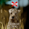 19 — Wheat Dog