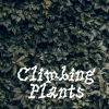 24 — Climbing Plants