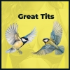355 — Great Tits