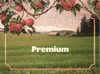 2 — Premium