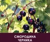 4 — Mjodvin Черника-Смородина