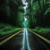 5 — Road In the Tropics