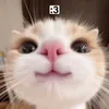 11 — Чмок