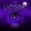 16 — Lycosidae