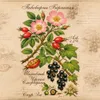 526 — Шиповник & Чёрная Смородина