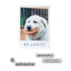 7 — MR. WOOFLE
