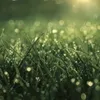 1 — Garden Dew