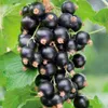 6 — Медовуха с черной смородиной