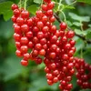 6 — Медовуха с красной смородиной
